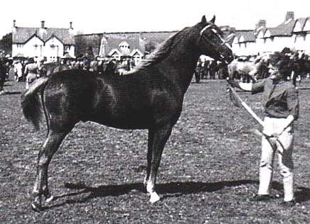 Downland Chevalier