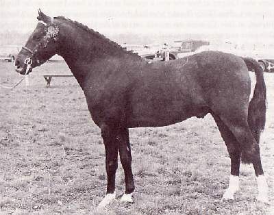 Downland Dauphin