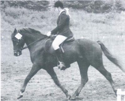 Downland Dragoon