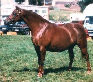 Downland Minihaha